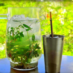 Terere Corner